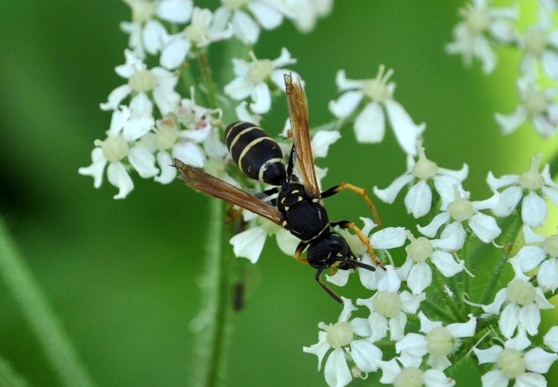 femmina di Polistes biglumis
